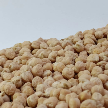 Large Size Chickpeas With Excellent Quality Chickpeas For Industrial Buyers And Bulk Distribution Supply from THE GREEN INTERNATIONAL LIMITED Large Size Chickpeas With Excellent Quality Chickpeas For Industrial Buyers And Bulk Distribution Supply - THE GREEN INTERNATIONAL LIMITED - Tanzania