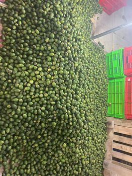Young Baby Betel Nut - Phuong Ngoc Cai Be Limited Liability Company - Vietnam