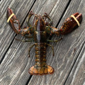 Live American Lobster Fresh Ocean Harvest Perfect For Grilling Boiling Steaming Or Creating Delicious