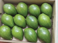 Fresh Avocados - Blue Hippo Produce - United States