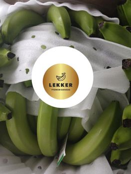 Cavendish Banana - Lekker Agri Trading - Philippines
