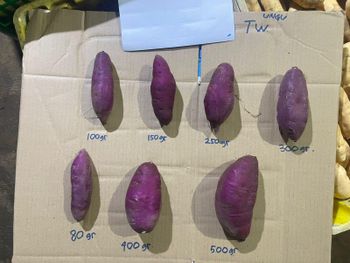 Sweet potatoes: Honey (Cilembu), Purple or Japanese Murasaki - PT Cakra Baja Niaga - Indonesia
