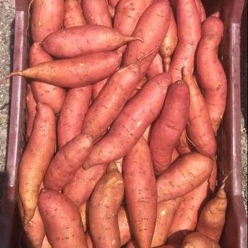Fresh Sweet Potatoes High Quality Cheap Price  Wholesalers Fresh Potato. - Smart Agri GmbH - Germany