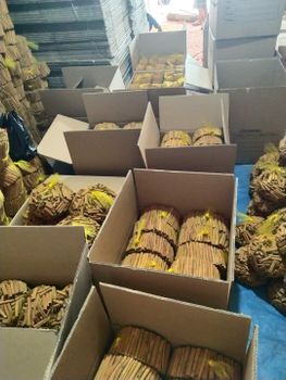 Grade AAA Cinnamon Cassia Stick Cigar with 8-13 cm long - CV MULTI TANGGUH MANDIRI - Indonesia