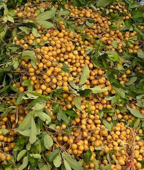 Longan Freshness High Texture Firm And Juicy Flavor Naturally Sweet With Excellent Aroma Intended Use Snacking, Cooking, And Dessert - wsintertrade9@gmail.com - Thailand