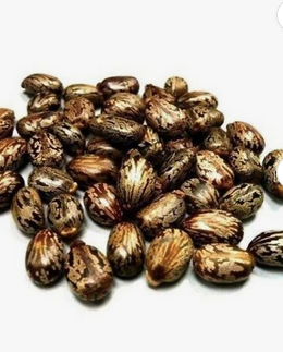 Seeds Brown Dried Castor Seed. Very cheap and free shipping. - Almaa SCS - Belgium