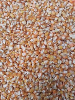 MAIZE from sutruma group company limited MAIZE - sutruma group company limited - Tanzania