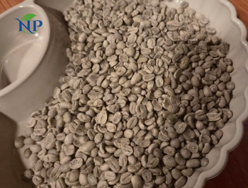 Robusta Coffee scr 18-Wet Polished from Nhiên Phát Bình Phước Robusta Coffee scr 18-Wet Polished - Nhiên Phát Bình Phước - Vietnam