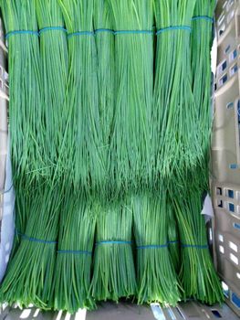 chives Origin Africa - Roxpo exports@gmailcom - Kenya