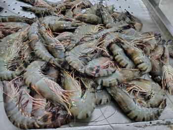 Premium Frozen Black Tiger Shrimp Headless & Skinless for Seafood Lovers and Chefs - TRADECENTRIC LLC - United States