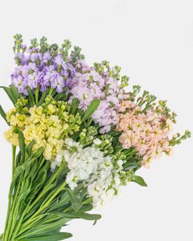 Alelí Mathiola Stock Packaging Details QB Color Signature scent Cultivation Type Exportation Scent Character Spicy, - Florabelle Exports - Ecuador