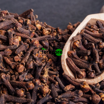 Clove Whole Premium Cloves Spice Original From Indonesia - Teracore Agritech Nusantara - Indonesia