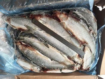 Frozen Herring Fish High Protein Seafood Selection With Reliable Cold Storage Handling For Bulk Import Demand - TOSOH INTERNATIONAL - South Africa