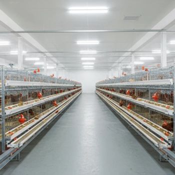Compact Multi-Tier Chicken Coop for Efficient Poultry Farming - QINGDAO SUWANG ANIMAL HUSBANDRY EQUIPMENT CO., LTD. - China