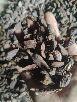 Herbs, Spices & Seasonings from Naga spices and herbes Herbs, Spices & Seasonings - Naga spices and herbes - India
