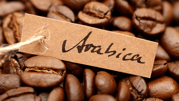 Garde a Arabica Raw 100% Coffee Beans Brazilian Robusta Green Coffee Beans from AGRONOVA Garde a Arabica Raw 100% Coffee Beans Brazilian Robusta Green Coffee Beans - AGRONOVA - United States