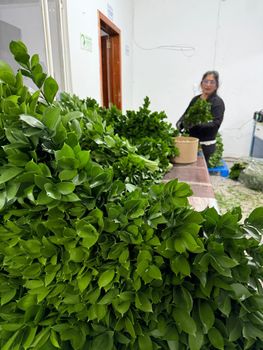 RUSCUS Origin Colombia Unit Price .13 Stem Packing Method Box Hb 700 Steam Shipping Point Bogota - - MAXIFLORA SAS - Colombia