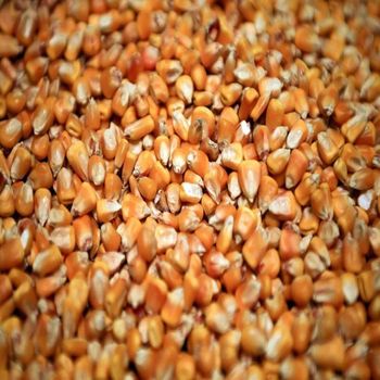 Organic Non-GMO Yellow & White Corn Maize Sweet Dried Corn for Human & Animal Feed for Consumption USA from AGRONOVA Organic Non-GMO Yellow & White Corn Maize Sweet Dried Corn for Human & Animal Feed for Consumption USA - AGRONOVA - United States