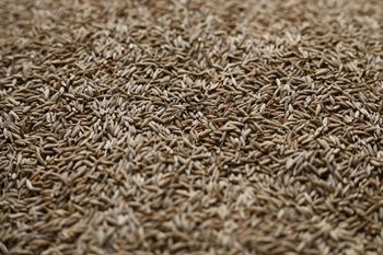 Cumin Seed – product photo, Cumin Seed products found from trusted suppliers, wholesalers, manufacturers & exporters Listing