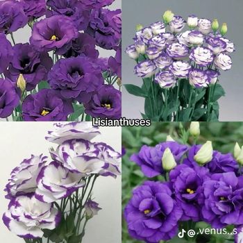 Lisanthius flower Grade Export grade Stem Length 40–70 Cm Brand Name Fiori flowers Bloom Size 4–6 Cm Diameter Place of Origin Kenya,Nairobi - Fiori flowers - Kenya