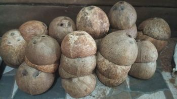 Coconut Shell from PT.Dharma Metal Indonesia Coconut Shell - PT.Dharma Metal Indonesia - Indonesia