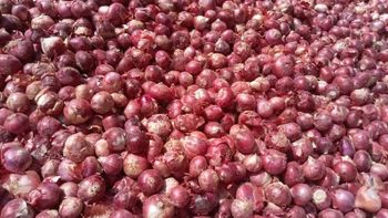 Quality fresh onion and potatoes – product photo, Fresh Organic Mangoes products found from trusted suppliers, wholesalers, manufacturers & exporters Listing
