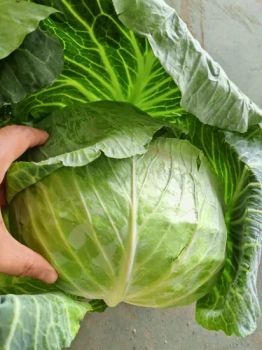 High Quality 2024 New Crop Fresh White Round Cabbage in Large Supply From China - Shouguang Aowoshi Vegetable Food Co., Ltd - China