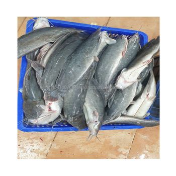 Good Sale Export Whole Round 1- 2kg Land Frozen Catfish from Viet Nam - NATURAL FOODS PLUS COMPANY LIMITED - Vietnam