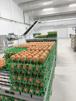 Free range chicken eggs Production Stability Stable Production Logistics Availability Global Distribution - CUCINA di Napoli - Spain