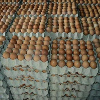 Wholesale Price Chicken Table Eggs Brown and White Suppliers in Europe / Best Quality Organic Fresh Chicken Table Eggs - PK Luxuries  - United States