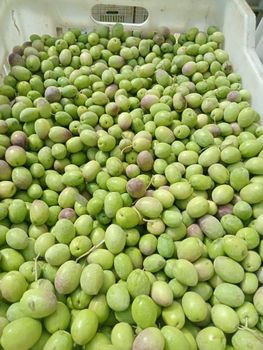 Olives - OLEA VALLEY For Producing Olives & Olive Oil - Egypt
