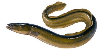 Live EEL - M Ali International - Bangladesh