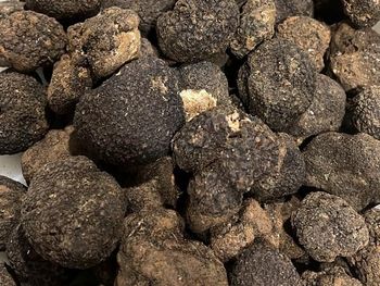 Black Truffle Hs Code 07095900 Shelf Life Fresh 7–10 Days Shelf Life Frozen 12 Months Moisture Content Dried ≤ 10% Moisture Content Fresh - BF GLOBAL TRADING (PTY) LTD - South Africa