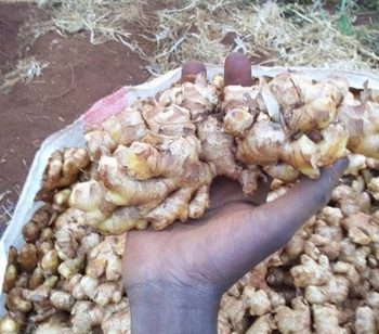 Ginger from Comfort Supply Haven Ginger - Comfort Supply Haven - Ghana