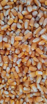 Yellow corn - hchworld - Iran