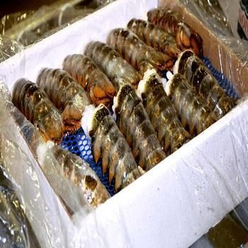 Frozen Lobster Sourced From Clean Ocean Waters Delivering Premium Meat Recovery And Remarkable Seafood Quality - TOSOH INTERNATIONAL - South Africa