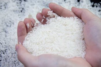 Premium Fragrant Rice Bulk Supply For Restaurants Families Catering Services Daily Cooking Fresh Harvest - TRADECENTRIC LLC - United States