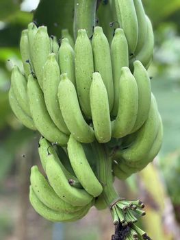 Banana Thailand Grade A Type Fresh Phetchaburi gros Michel - Smile Land Agro - Thailand