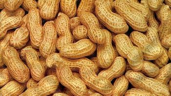 peanuts-with-shell from DELTA EXPORT peanuts-with-shell - DELTA EXPORT - India