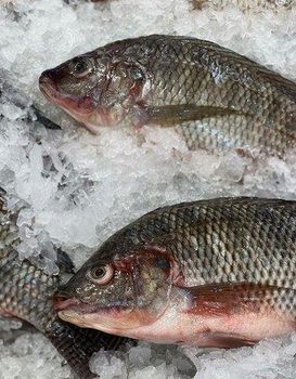 Frozen Tilapia - BF GLOBAL TRADING (PTY) LTD - South Africa