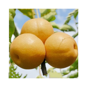 Fresh Shandong Pear Fresh Ya Pear Chinese Fruit A Grade Yellow Sweet Juicy Crisp Pear 100% Maturity - Guorun Food (shandong) Co., Ltd - China