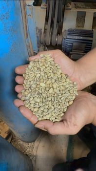 Indonesian Robusta Green Coffee Beans | Lampung and Java Origin | Grade 1 AP to Commercial Grade - Calver - Indonesia