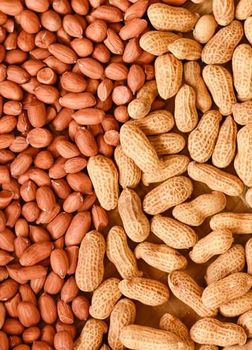 Groundnut from SHIVRAY INTERNATIONAL IMPORT AND EXPORT COMPANY Groundnut - SHIVRAY INTERNATIONAL IMPORT AND EXPORT COMPANY - India