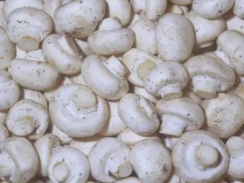 Wholesale or Retail IQF Champignons Slice Blanched Fresh Frozen Mushroom for Frozen White Mushroom Slice or Dry Mushroom Slices - AL JABLI TRADING COMPANY LIMITED - Tanzania