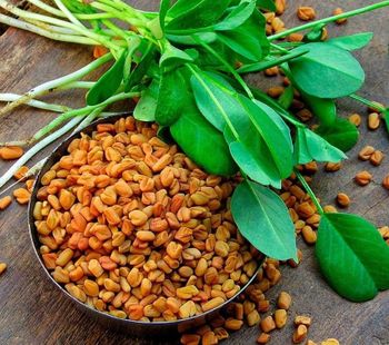 Fenugreek from Green Alliance Company Fenugreek – product photo, Fenugreek products found from trusted suppliers, wholesalers, manufacturers & exporters Listing