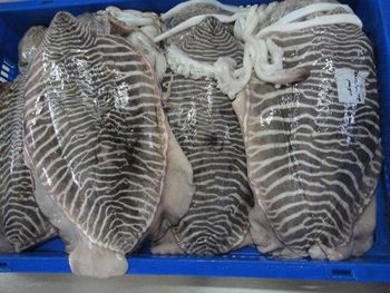 Loligo Squids – product photo, Squid products found from trusted suppliers, wholesalers, manufacturers & exporters Listing