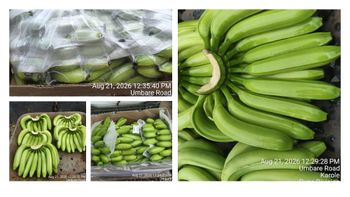 G9 Cavendish Banana from Global Edge G9 Cavendish Banana - Global Edge - India
