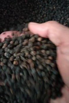 Black pepper - Dhanesa rembulan - Indonesia