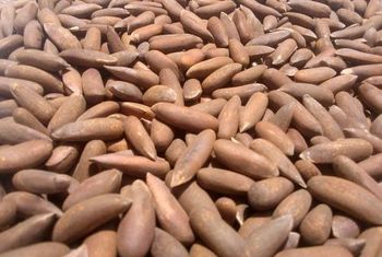 PINE NUT Organic - gtp - Pakistan