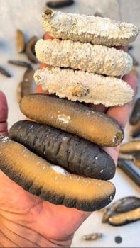 Dried Sea Cucumber Shelf Life Long Moisture Content Low Drying Method Sun Dried Or Oven Dried Processing Conditions Hygienic - Dried Sea Cucumber Trading - Indonesia